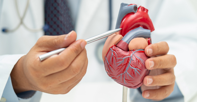 Cardiovascular System (CVS)